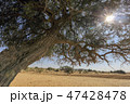 Desert Tree Sun India インド ジャイサルメール 砂漠 木 太陽 47428478