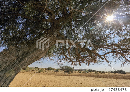 Desert Tree Sun India インド ジャイサルメール 砂漠 木 太陽 47428478