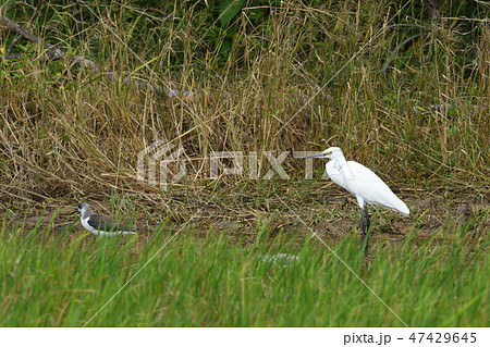 コサギとイソシギ コサギとイソシギ 47429645