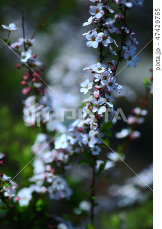 ベニバナユキヤナギの花 47429765