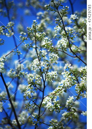 青空に、白いシデザクラの花 青空に、白いシデザクラの花 47429785