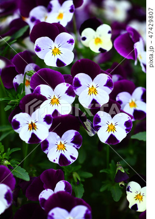 ビオラ 白に紫色の花の写真素材