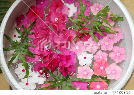 水盤花 47430316