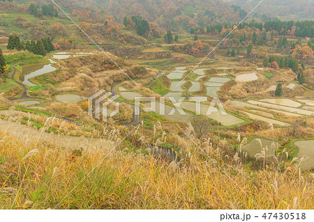 新潟_秋色_星峠の棚田 新潟_秋色_星峠の棚田 47430518