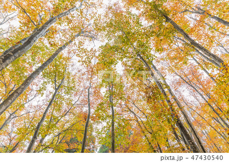 新潟_絶景_美人林_紅葉 47430540