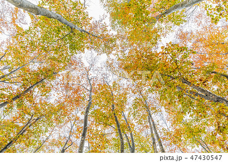 新潟 絶景 美人林 紅葉の写真素材