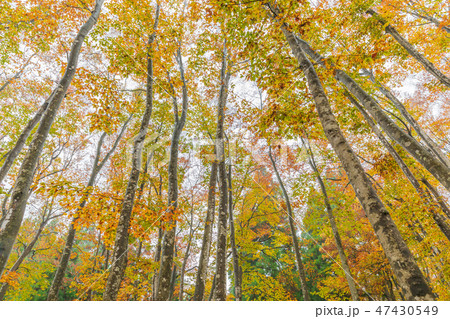 新潟_絶景_美人林_紅葉 47430549