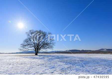 北海道豊頃町_ハルニレの木 47430595
