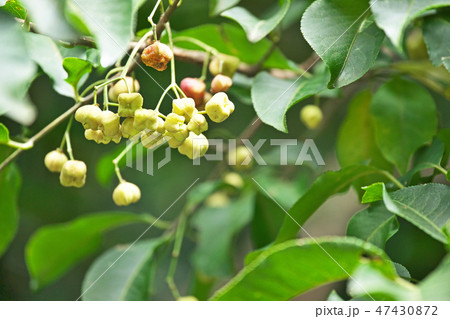 マユミの実 マユミの実 47430872