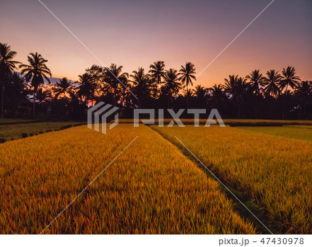 Coconut palms and rice plantation in tropical Bali 47430978
