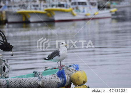 港のカモメ 47431024