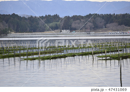 海苔の養殖場 47431069