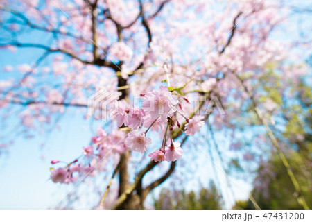枝垂桜 47431200