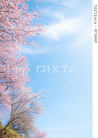 青空と桜 47431201