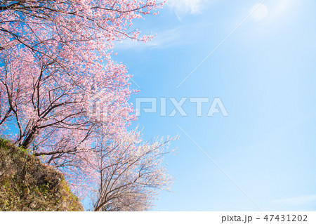 青空と桜 47431202