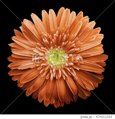 Orange gerbera flower black isolated background  47431203