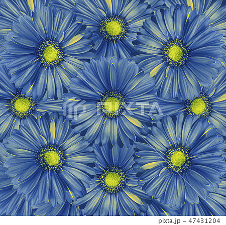 Floral blue background.bouquet flowers gerberas. 47431204