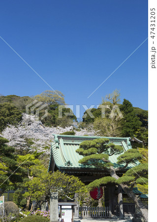 長谷寺の桜 47431205