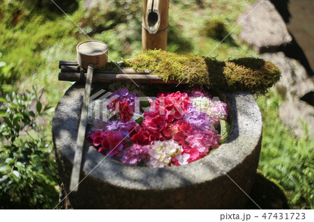 楊谷寺の紫陽花 楊谷寺の紫陽花 47431723