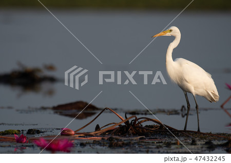 Intermediate Egret stand on lotus in wetland area. Intermediate Egret stand on lotus in wetland area. 47432245