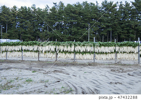 大根干しの風景 47432288