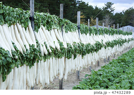 大根干しの風景 47432289