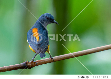 Orange-bellied Flowerpecker in the forest . 47432464