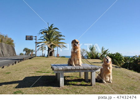 宮崎の海と犬たち 宮崎の海と犬たち 47432474