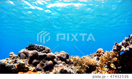 沖縄　阿嘉島の珊瑚礁　水中写真 47432536