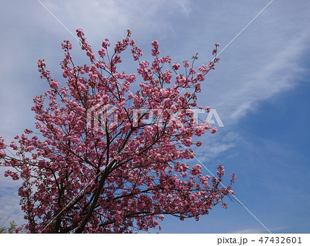 満開の八重桜と青空 47432601