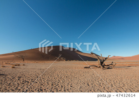 ナミビア　ナミブ砂漠　Dune45と枯れ木 47432614