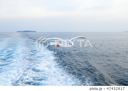 熱海の海を飛ぶカモメ 47432617