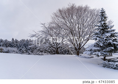 雪のある公園 47433085