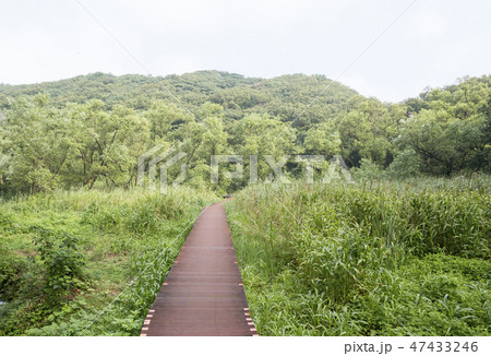 小網代 小網代 47433246