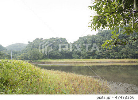 小網代 小網代 47433256