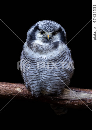 Isolated Northern Hawk Owl on black background. Isolated Northern Hawk Owl on black background. 47433551