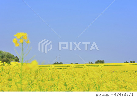 さわやか菜の花畑 さわやか菜の花畑 47433571