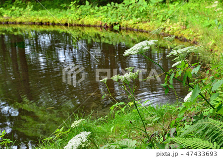 街風景 嬬恋村 たまだれの滝 街風景 嬬恋村 たまだれの滝 47433693