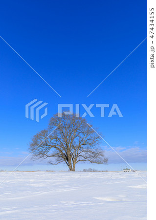 北海道豊頃町_ハルニレの木 47434155