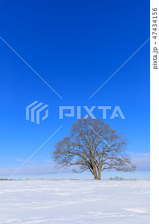 北海道豊頃町_ハルニレの木 北海道豊頃町_ハルニレの木 47434156