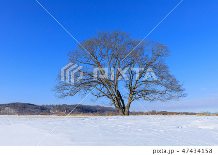 北海道豊頃町_ハルニレの木 北海道豊頃町_ハルニレの木 47434158