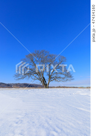 北海道豊頃町_ハルニレの木 北海道豊頃町_ハルニレの木 47434160