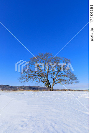 北海道豊頃町_ハルニレの木 47434161