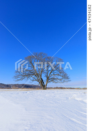 北海道豊頃町_ハルニレの木 47434162