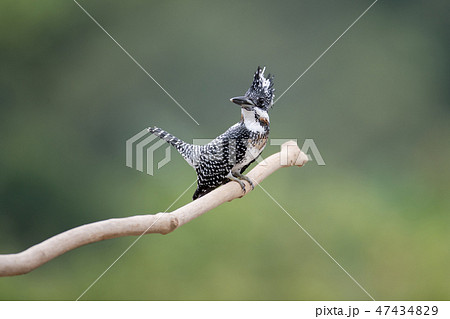 Adult male Crested kingfisher(Megaceryle lugubris) 47434829