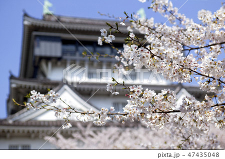 小倉城の桜の写真素材