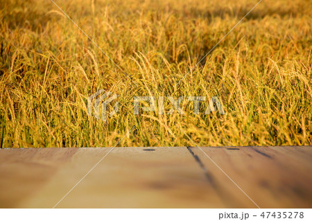 Rice in the field is ripe gold. 47435278