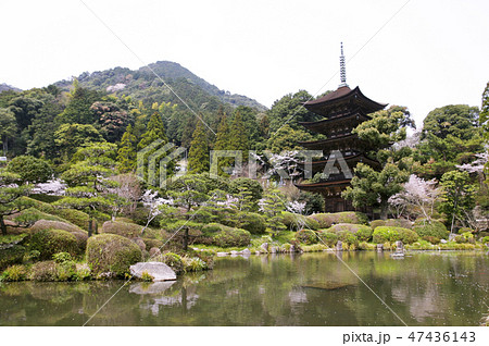 瑠璃光寺の桜 47436143