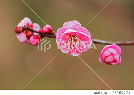 梅の花 2019 47436275