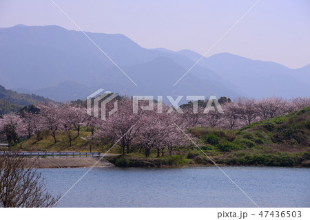 桜の咲く公園 47436503